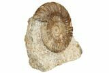 Jurassic Ammonite (Parkinsonia) - France #191711-1
